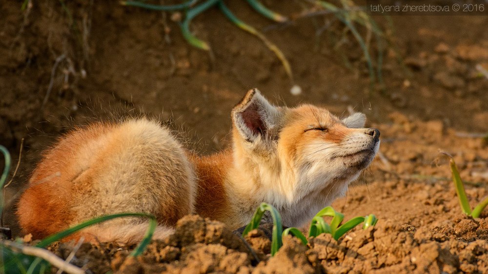 wildlife.crimea.ua