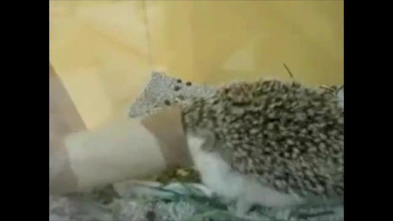 Boogie Boogie Hedgehog - Parry Gripp