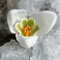 Ирина Андреева