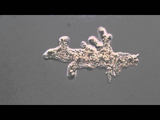 Real time movie of cell locomotion of Amoeba proteus (オオアメーバのアメーバ運動)