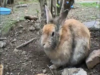 Крольчата в норе.