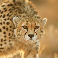 Анастасия Андреева