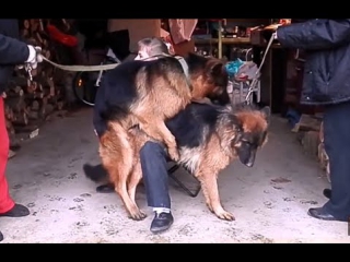 ВЯЗКА(СЛУЧКА) немецких овчарок. Dog Mating. التزاوج الكلاب. कुत्ता संभोग। Одесса.