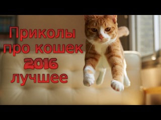 Приколы про кошек. Лучшее за апрель 2016. Грустный кот.