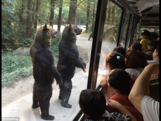 Video footage of manlike bears standing on hind legs in South Korea