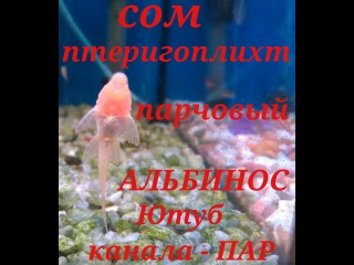 Аквариумные рыбки Сом Птеригоплихт Парчовый.Альбинос