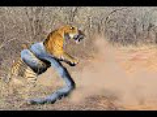 Giant ANACONDA attacks TIGER - Animal Fight Python vs Tiger vs Jaguar Real Fight