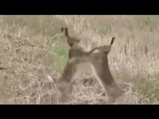 Любимый мой зайка давай, убивай, зай давай !!! хаха