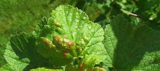 Книгу Зепп Хольцер Пустыня Или Рай