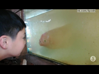 Ребёнок орёт на рыбу и корчит лицо, а рыба отвечает тем же / A fish in an aquarium mimics a child who is making faces