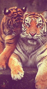 Кирилл Андреев