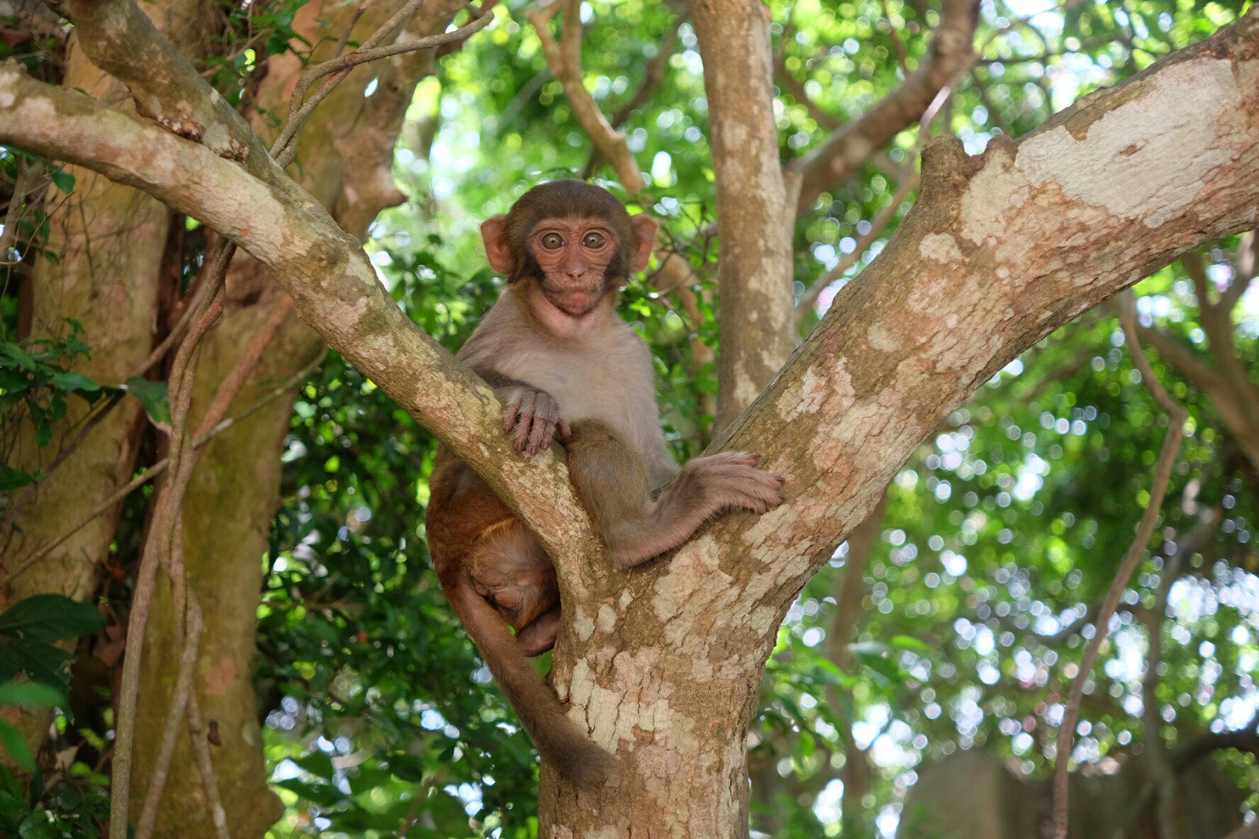 Гуанчжоу-Санья май 2016, Санья декабрь 2017