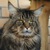 Фото пользователя Maincoon
