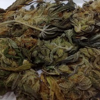 Михаил Кок