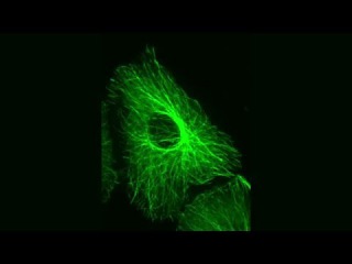 Microscope Mirror Video