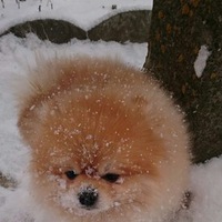 Алексей Петраков | 