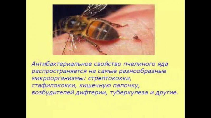 ПЧЕЛИНЫЙ ЯД