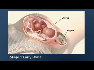 Stages of Labor