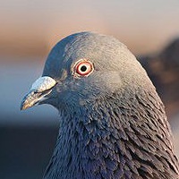 Сергей Голубь | Frankfurt am Main