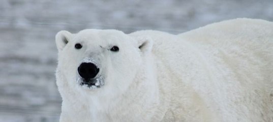Ванесса Мей Шторм Ноты Для Фортепиано