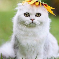 Ирина Лозицкая