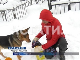 Фашиствующие вандалы изуродовали еврейские могилы на кладбище