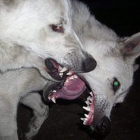 Александр Измайлов