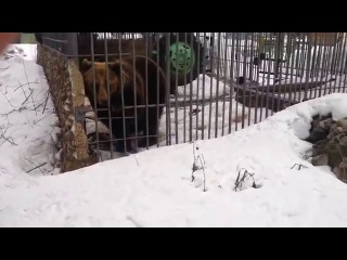 The bear Bit off the Hand of a Drunken Russian Idiot | Медведь Откусил Руку Пьяному Идиоту