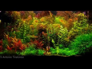 Dutch Aquariums / aquascapes compilation