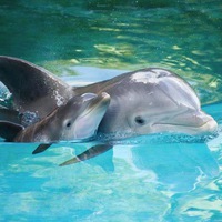 Лара Шагаева