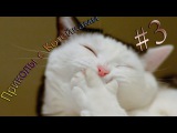 ТОП Приколы #3 Приколы с котами, смешные нарезки приколов Январь 2016 | Best funny cats January 2016