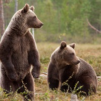 Алина Серебрякова |