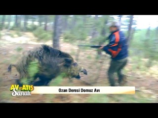 Domuz Avı 2016 - Avcıya Saldırıyor - Sanglier Attaque un Chasseur
