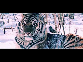 ТОП 5 Самых Опасных хищников на планете!
