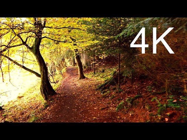 Ultra HD Video SEPTEMBER FOREST WALK