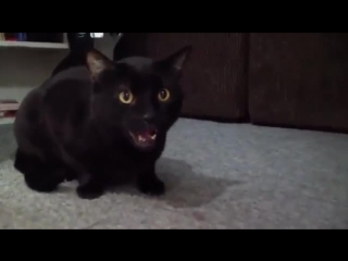 Поющий кот (6 sec)