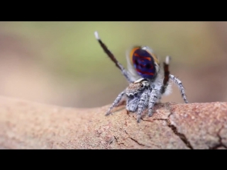 Брачный танец паука-павлина (Maratus volans)