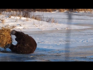 Этот медведь никогда не был так счастлив