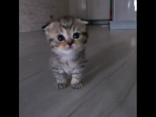 Няшное видео из инстаграм) https://instagram.com/cats_toffy_oggy/