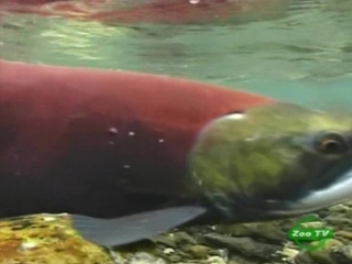 BBC Мир природы.
