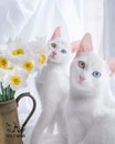 Кошки-близняшки Айрис и Эбис