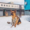 это немецкая овчарка Кира с медалями различных соревнований в Центре кинологической службы…