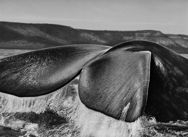 Фотограф Sebastiao Salgado
