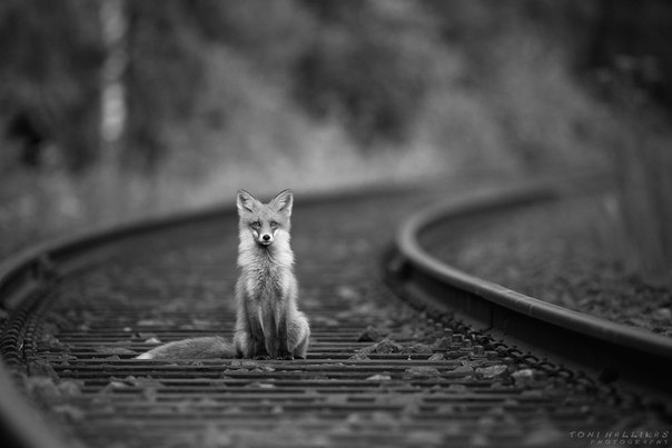 Фотограф Toni Hallikas