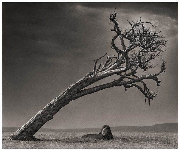 Фотограф Nick Brandt
