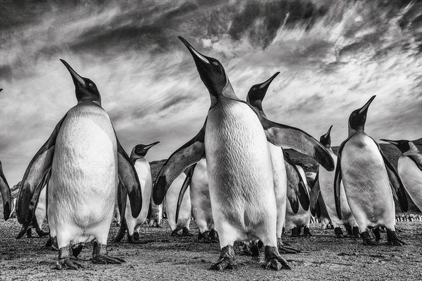 Фотограф Paul Nicklen