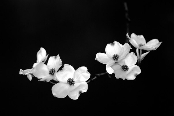 Автор найдись