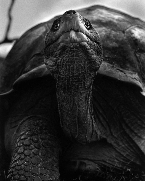Фотограф Sebastiao Salgado