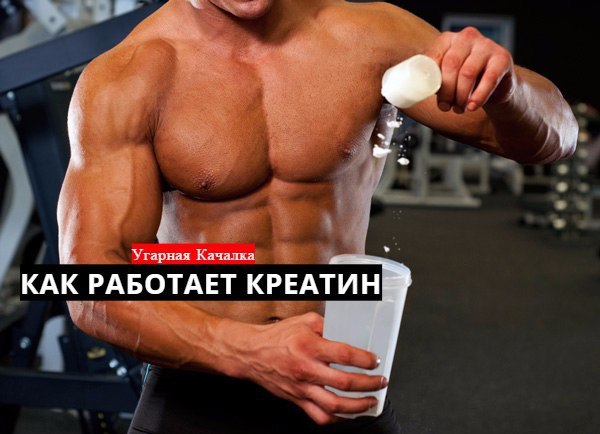 КАК РАБОТАЕТ КРЕАТИН 