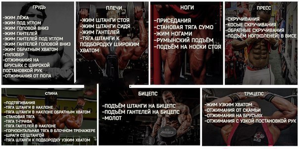 Базовые упражнения на группы мышц